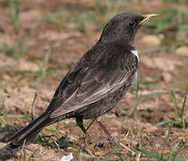 Ring Ouzel