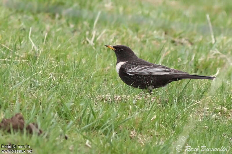 Ring Ouzel male adult breeding, identification