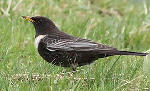 Ring Ouzel