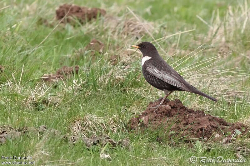 Merle à plastron mâle adulte, identification