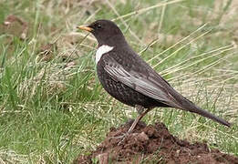 Ring Ouzel