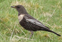 Ring Ouzel