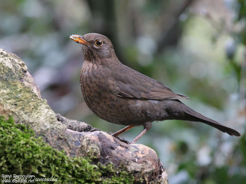 Common Blackbird female adult, identification