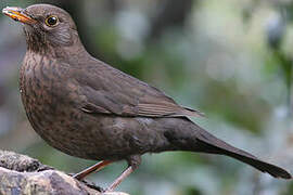 Common Blackbird