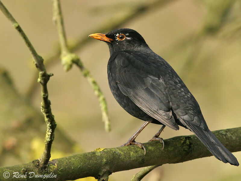 Common Blackbird male immature