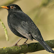 Common Blackbird