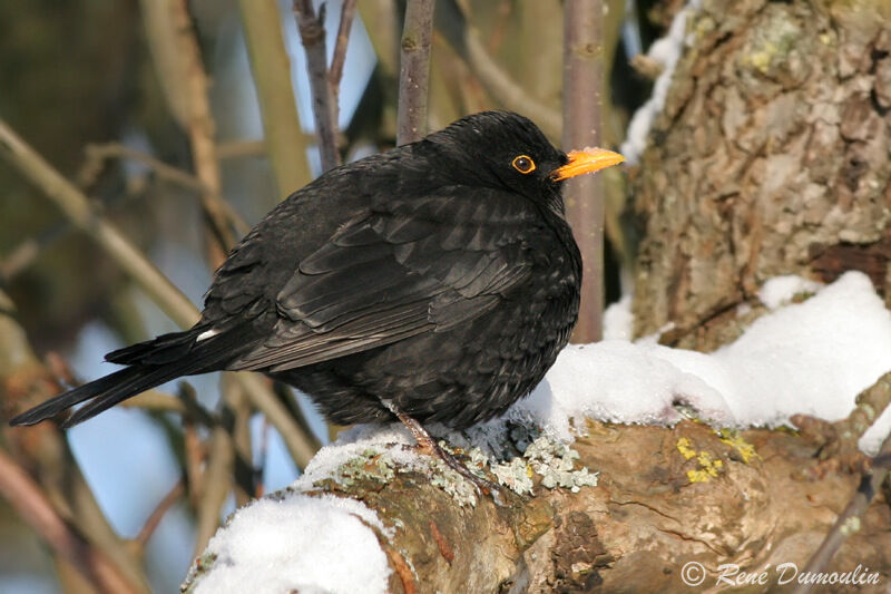 Merle noir mâle immature, identification