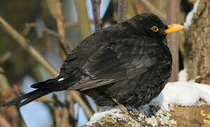 Common Blackbird