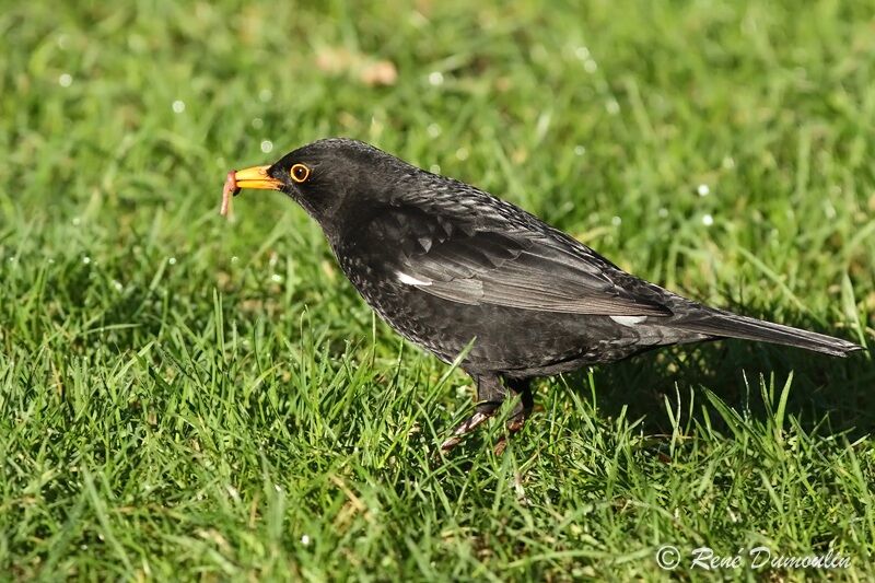 Common Blackbird male immature, identification, feeding habits