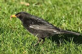 Common Blackbird