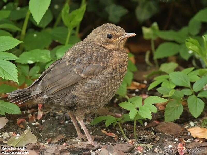 Common Blackbirdjuvenile, identification