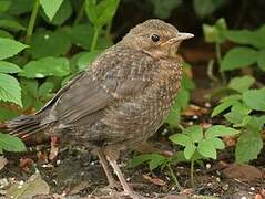 Common Blackbird