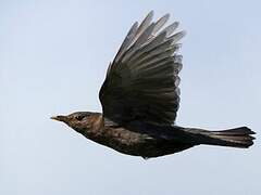 Common Blackbird