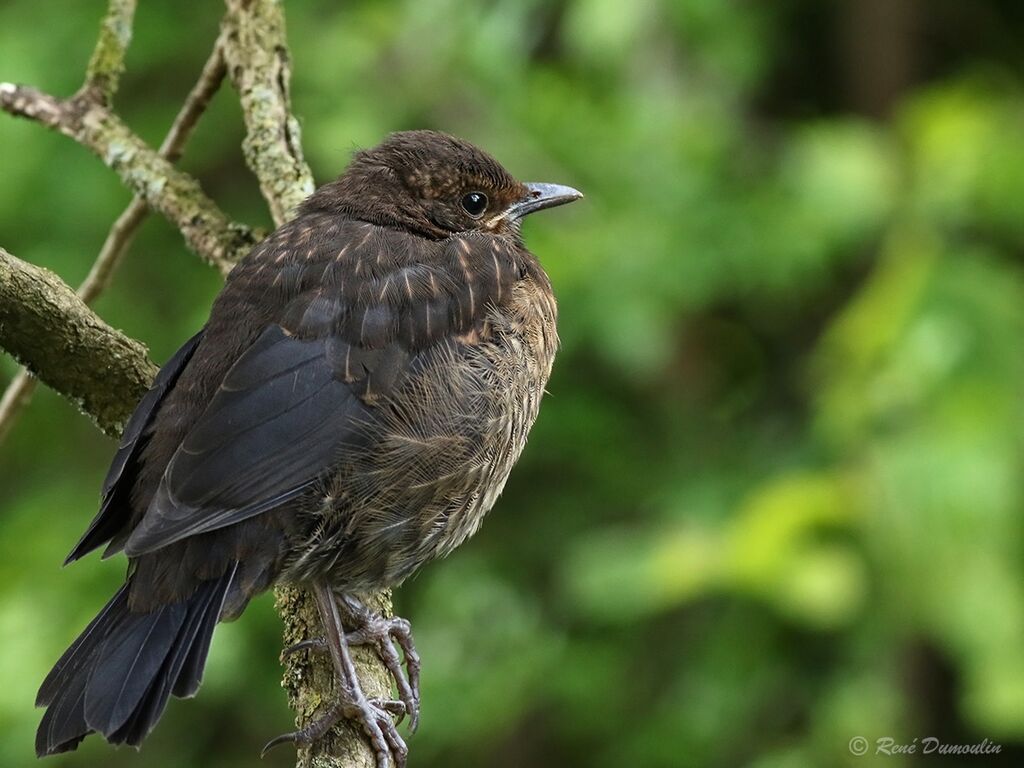 Merle noirjuvénile, identification