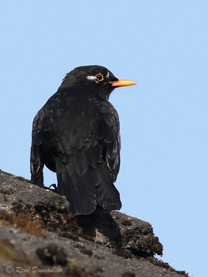 Common Blackbird male adult breeding, identification, pigmentation