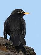 Common Blackbird