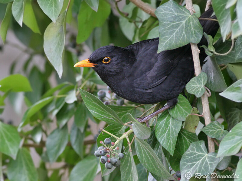 Common Blackbird male adult