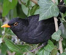 Common Blackbird