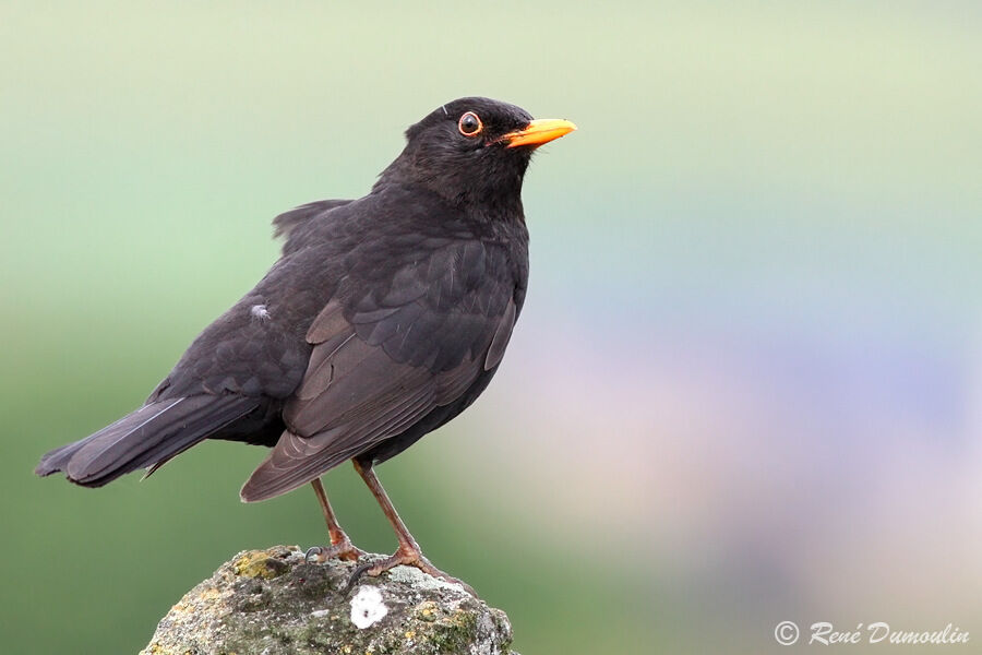 Common Blackbird male immature, identification