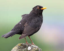 Common Blackbird