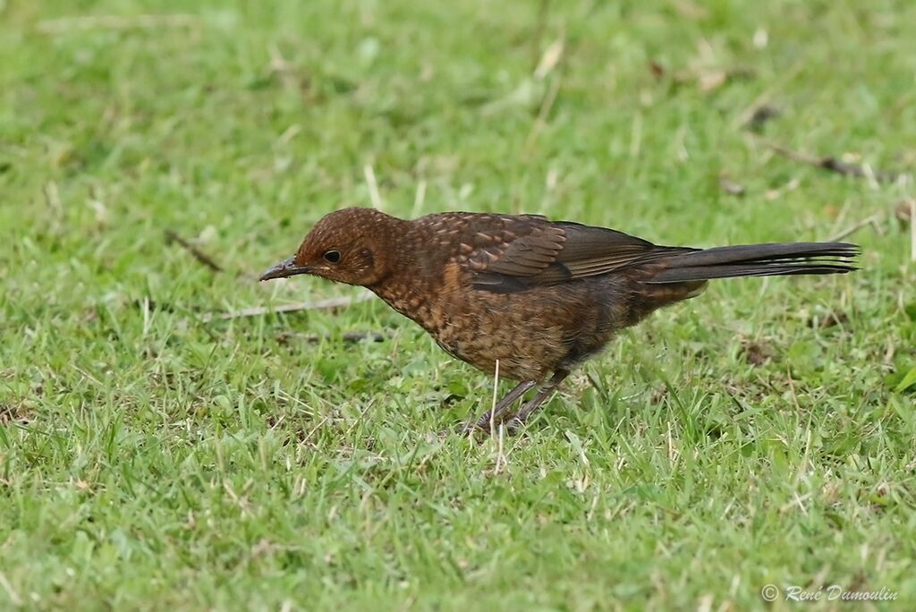 Common BlackbirdFirst year, identification