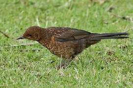 Common Blackbird