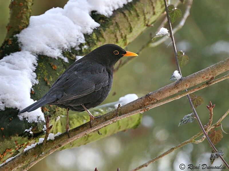 Common Blackbird male adult