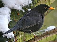 Common Blackbird