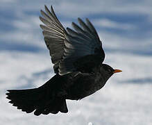 Common Blackbird