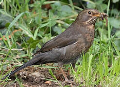 Common Blackbird