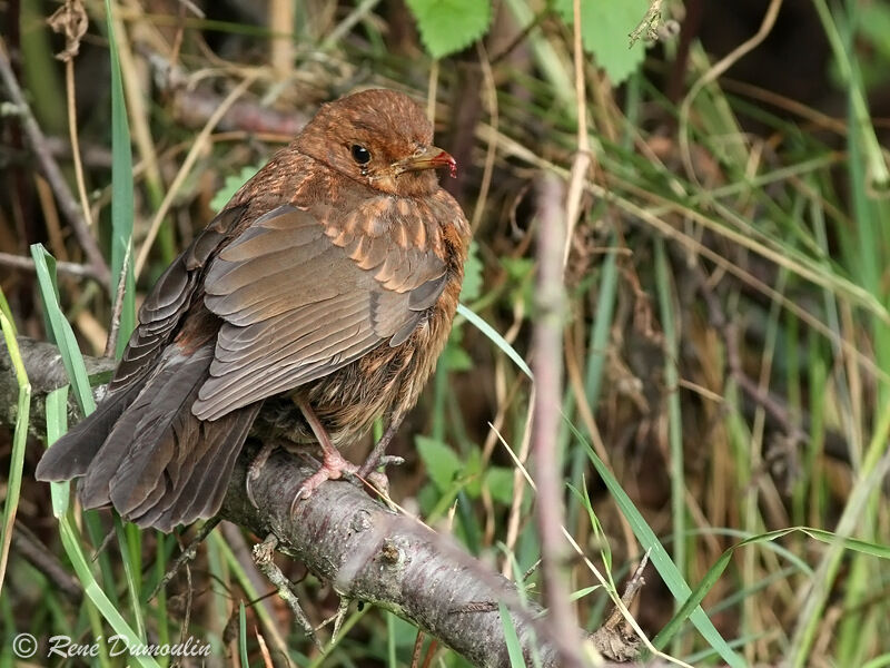 Merle noirjuvénile, identification