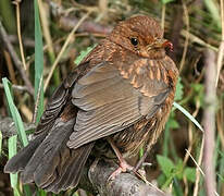 Common Blackbird