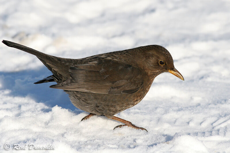 Common Blackbird female immature, identification