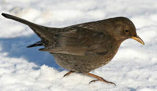 Common Blackbird