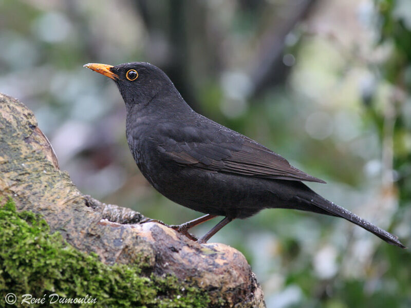 Common Blackbird male immature