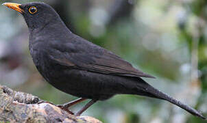 Common Blackbird