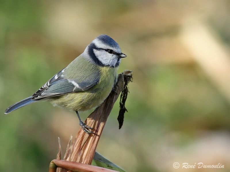 Eurasian Blue Titadult, identification