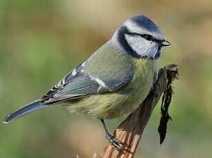 Mésange bleue