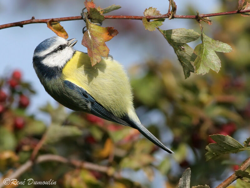 Mésange bleue