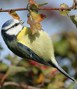 Eurasian Blue Tit