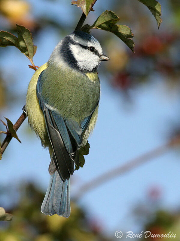 Mésange bleue