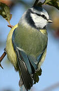 Eurasian Blue Tit