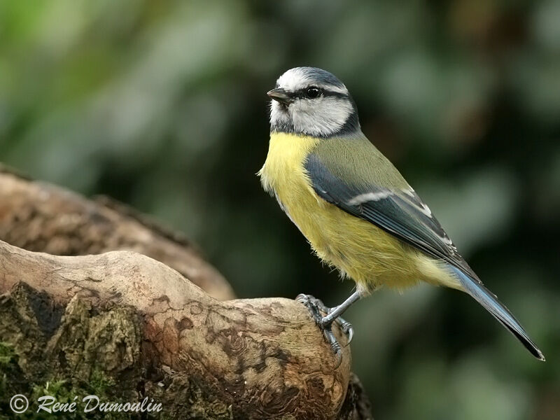 Mésange bleueadulte, identification