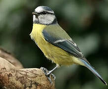 Eurasian Blue Tit