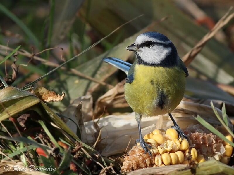 Eurasian Blue Titadult, identification