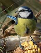 Mésange bleue