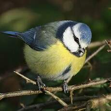 Mésange bleue