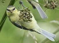 Mésange bleue