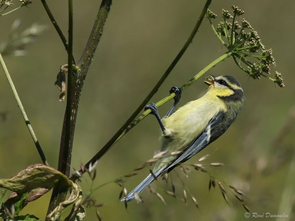 Mésange bleuejuvénile, régime, mange