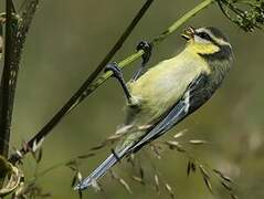 Mésange bleue